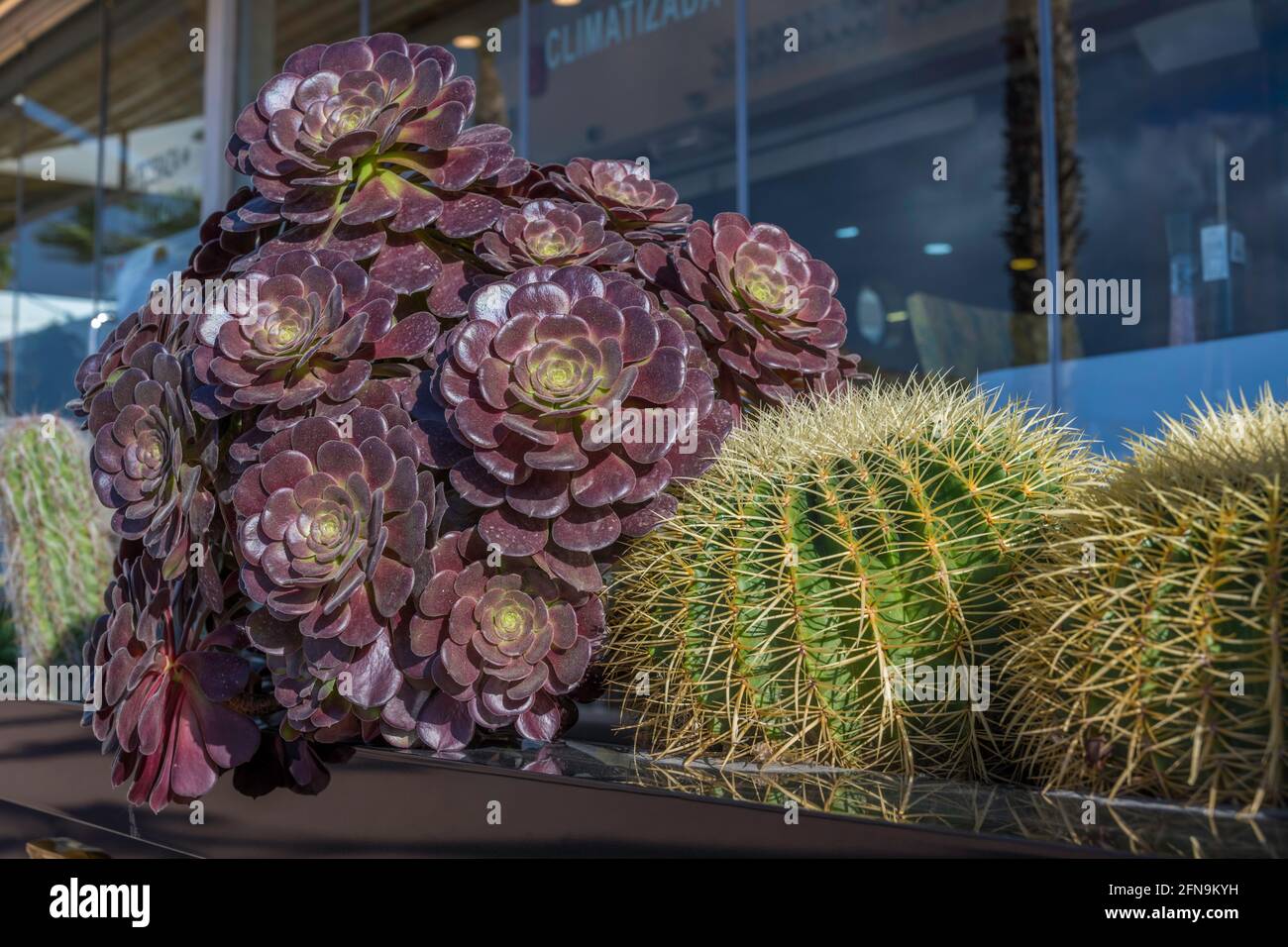 Cactus growing in the sun Stock Photo Alamy