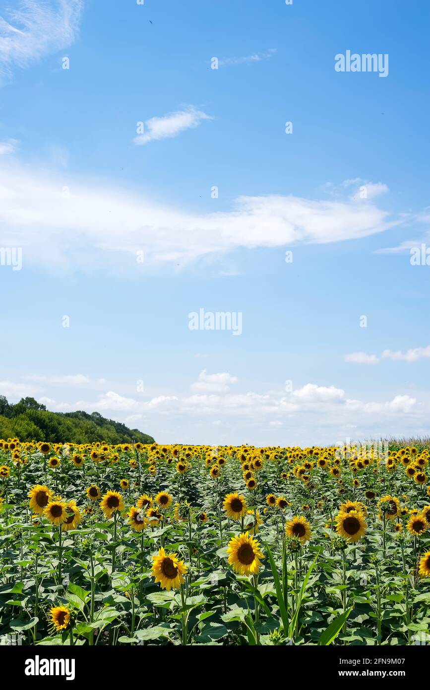 Sunflower field with cloudy blue sky Stock Photo - Alamy