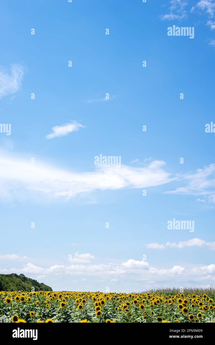 Sunflower field with cloudy blue sky Stock Photo - Alamy