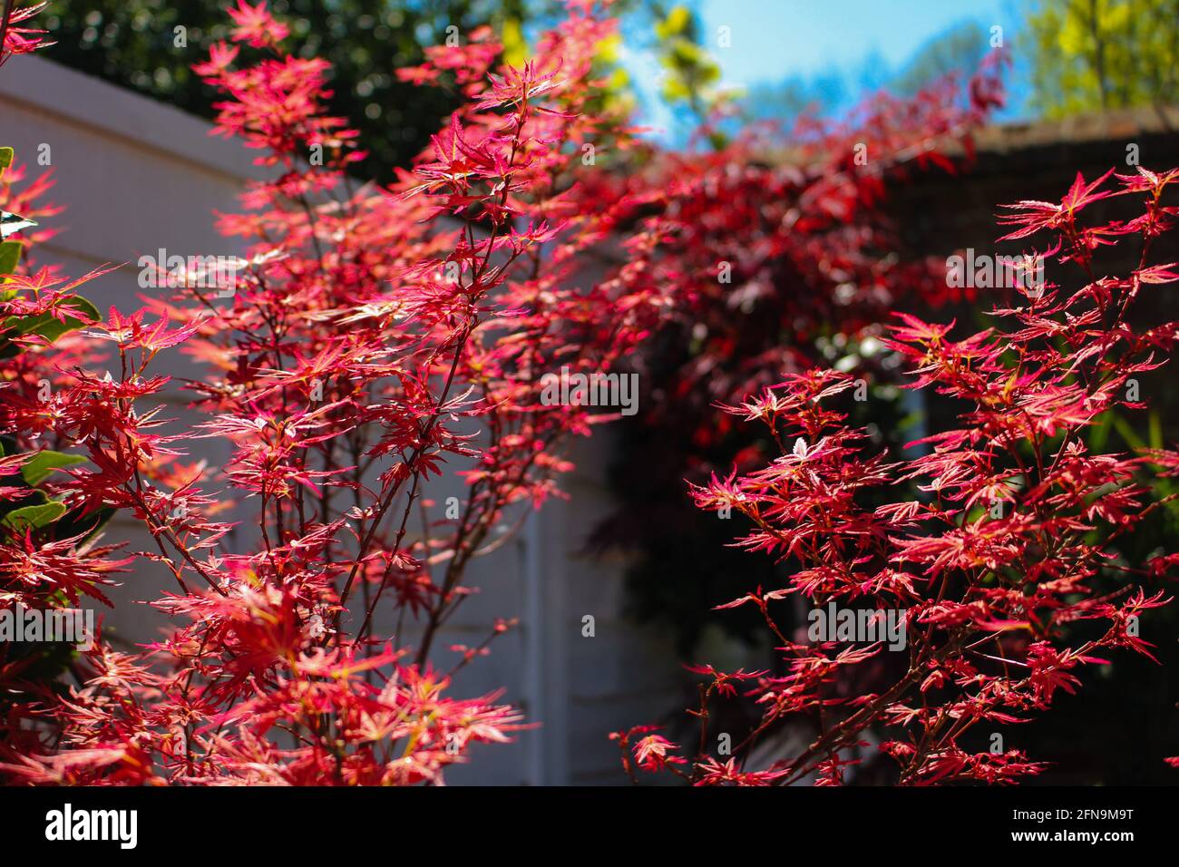 Bright red Acer tree. Stock Photo