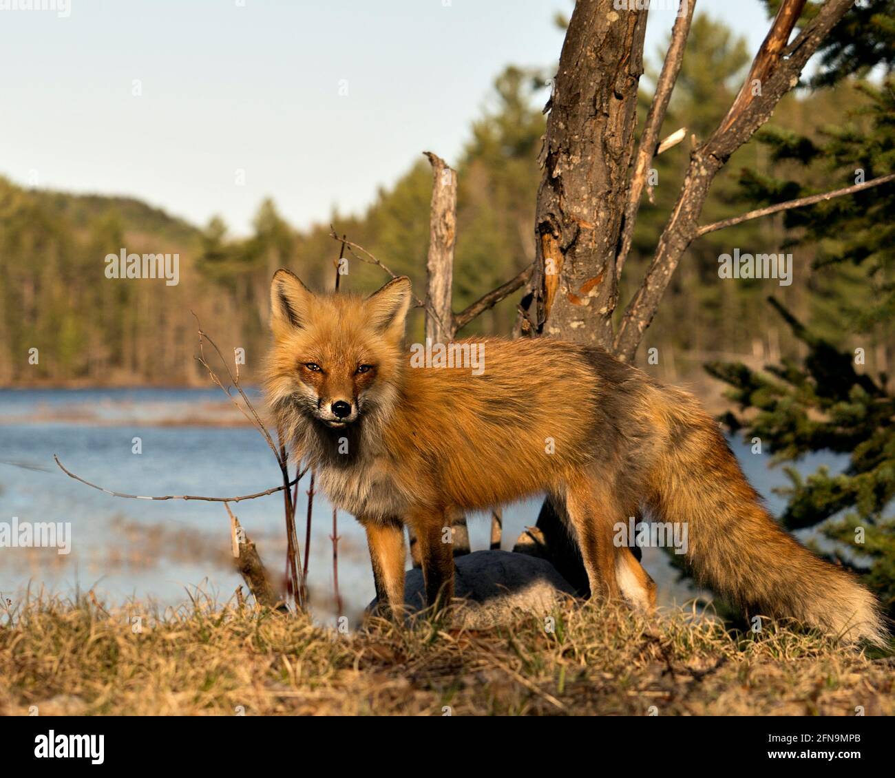Red Fox close-up profile side view with water and forest background in ...