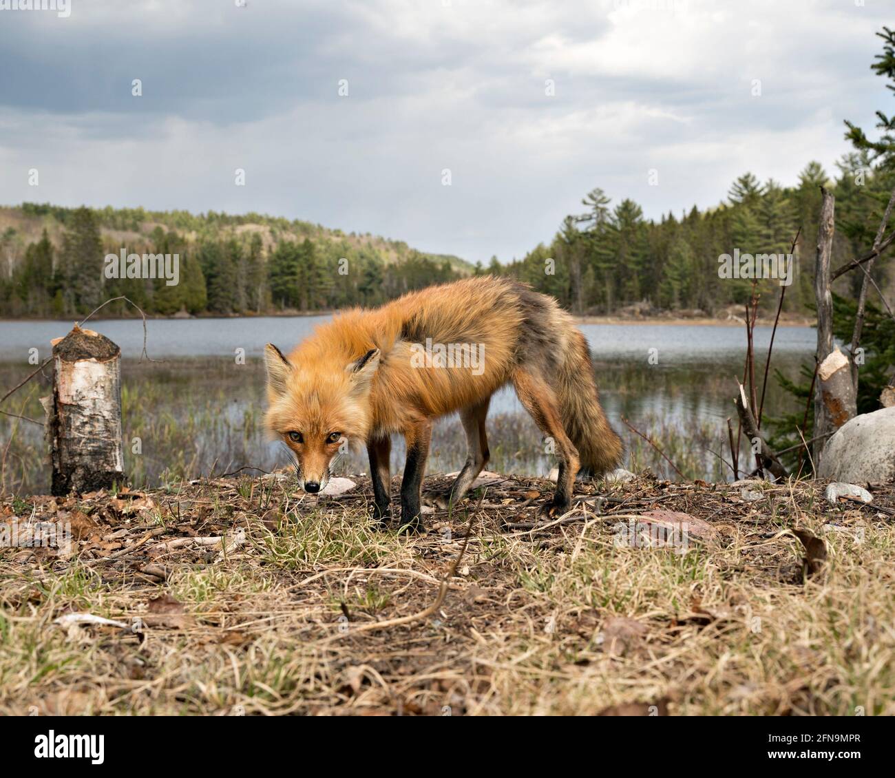 Red Fox close-up profile side view with sky, clouds, water and forest ...