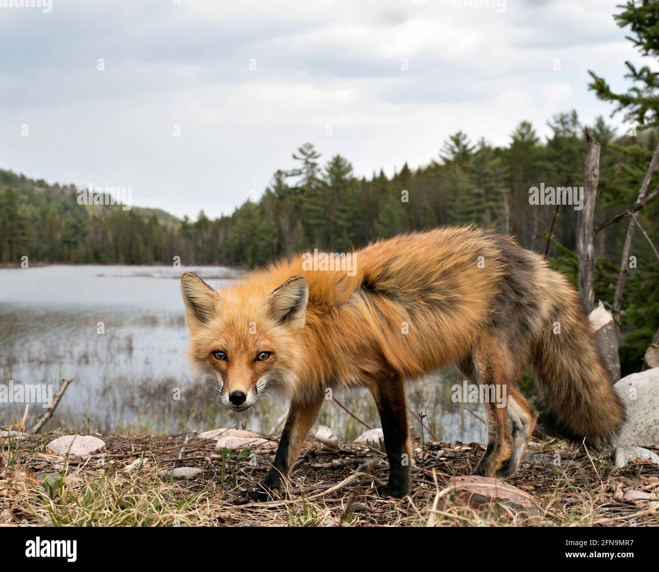 Red Fox close-up profile side view with clouds, sky, water and ...