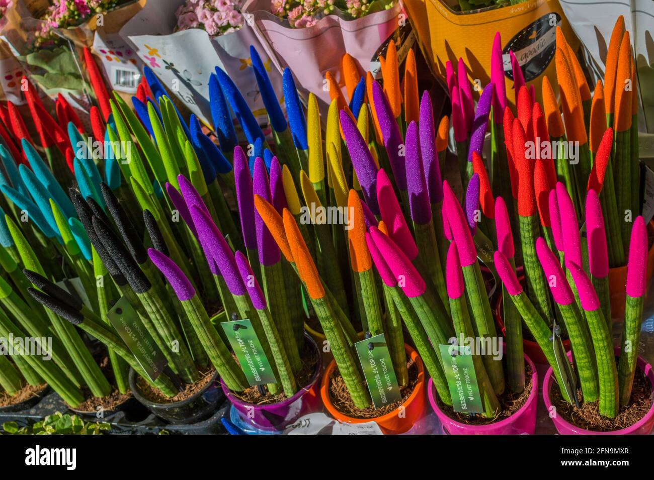 Flowers in flower market in Alicante Spain Stock Photo Alamy