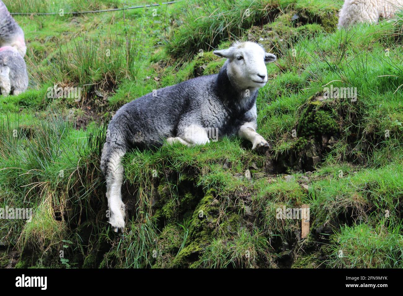 Herdwick sheep on grass hires stock photography and images Alamy
