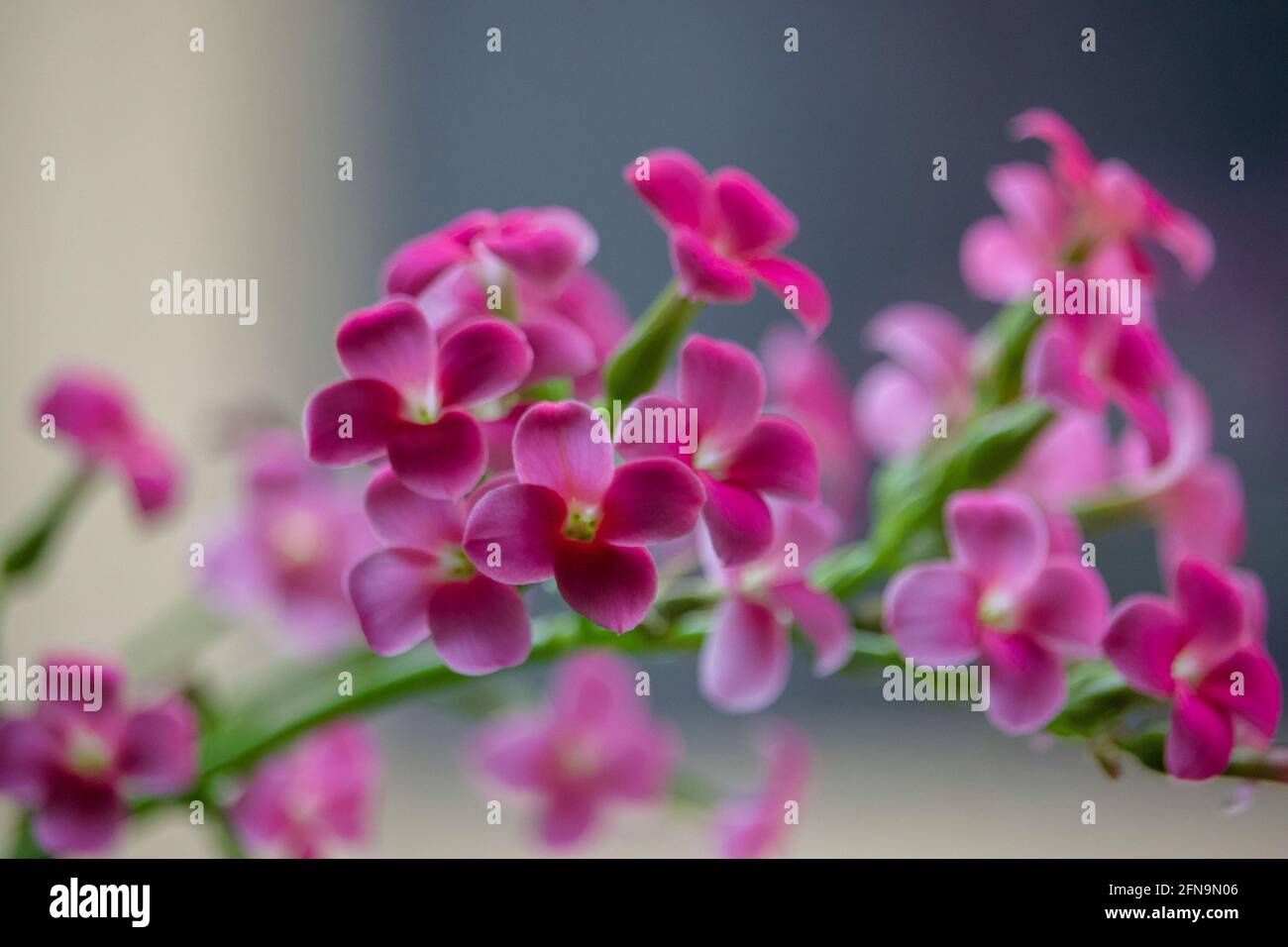 A pink house plant Kalanchoe. Stock Photo