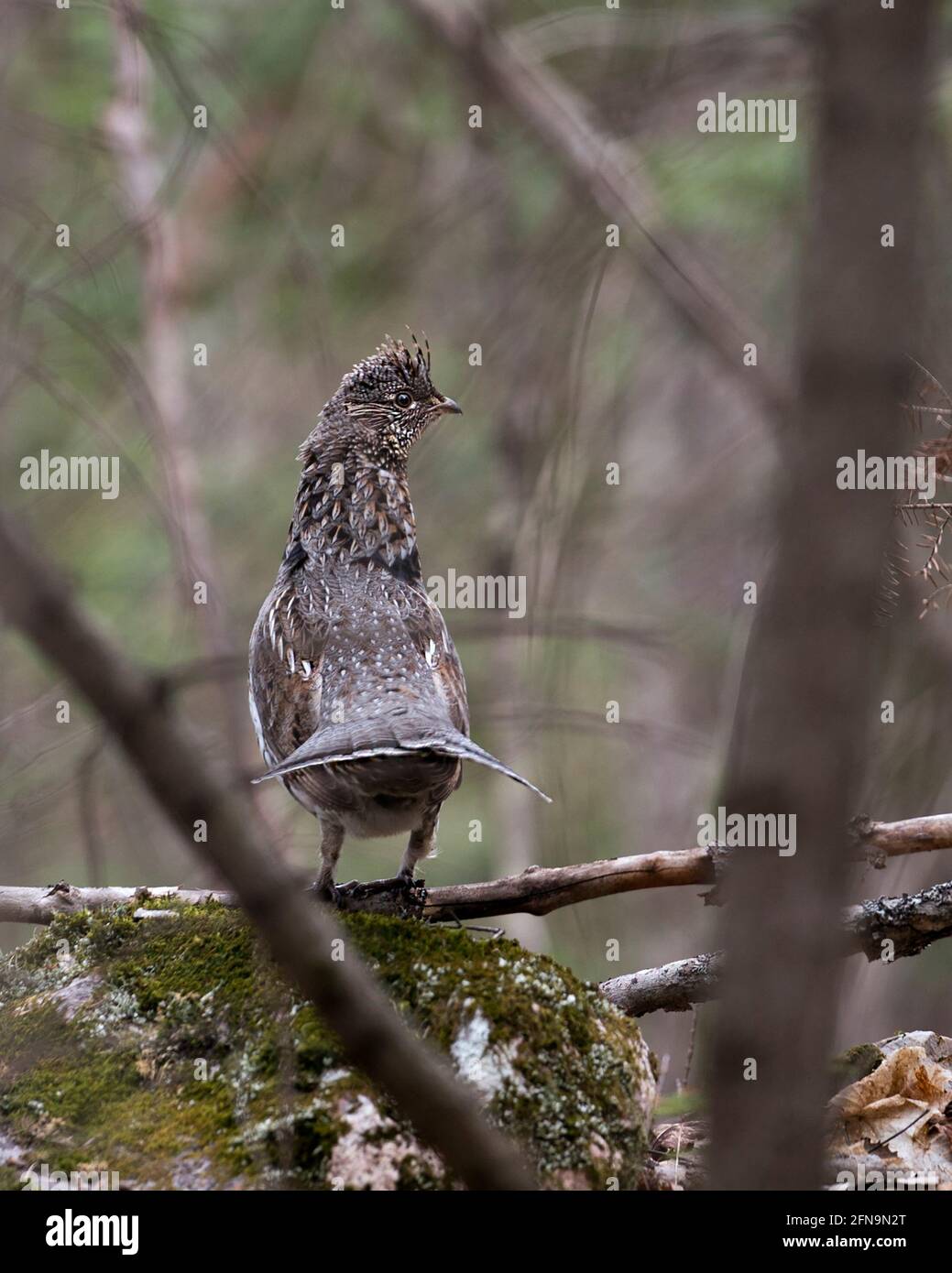 Partridge standing on moss rock in the forest in the spring season with a rear view displaying brown feathers, eye, beak, in its environment and habit Stock Photo