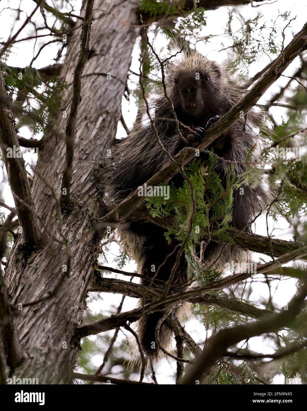 Porcupine animal hiding in a tree, displaying its body, head, coat of sharp spines, quills, in the spring season with pine needles foreground and back Stock Photo