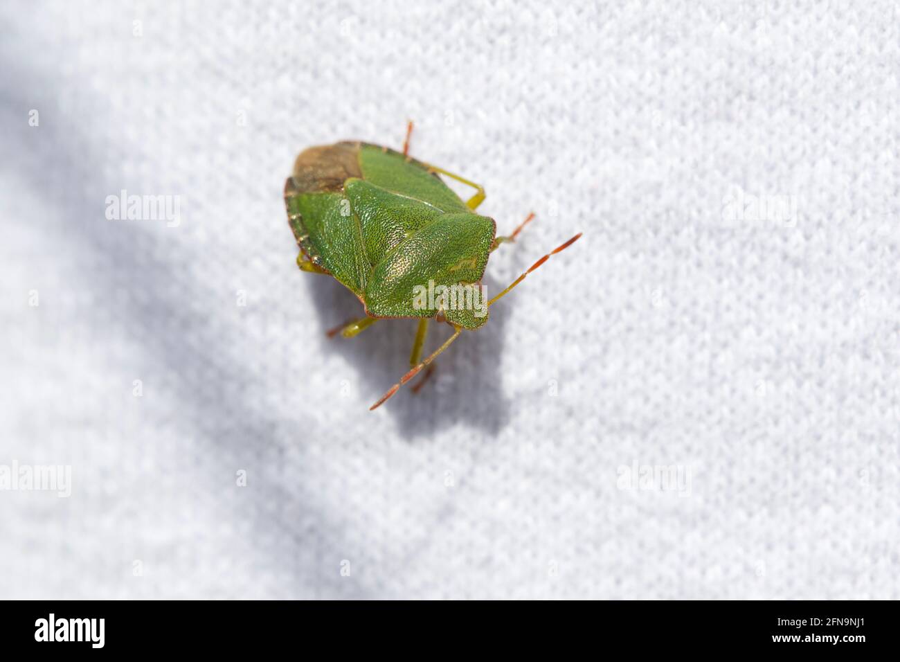 A shield bug has landed on the washing Stock Photo