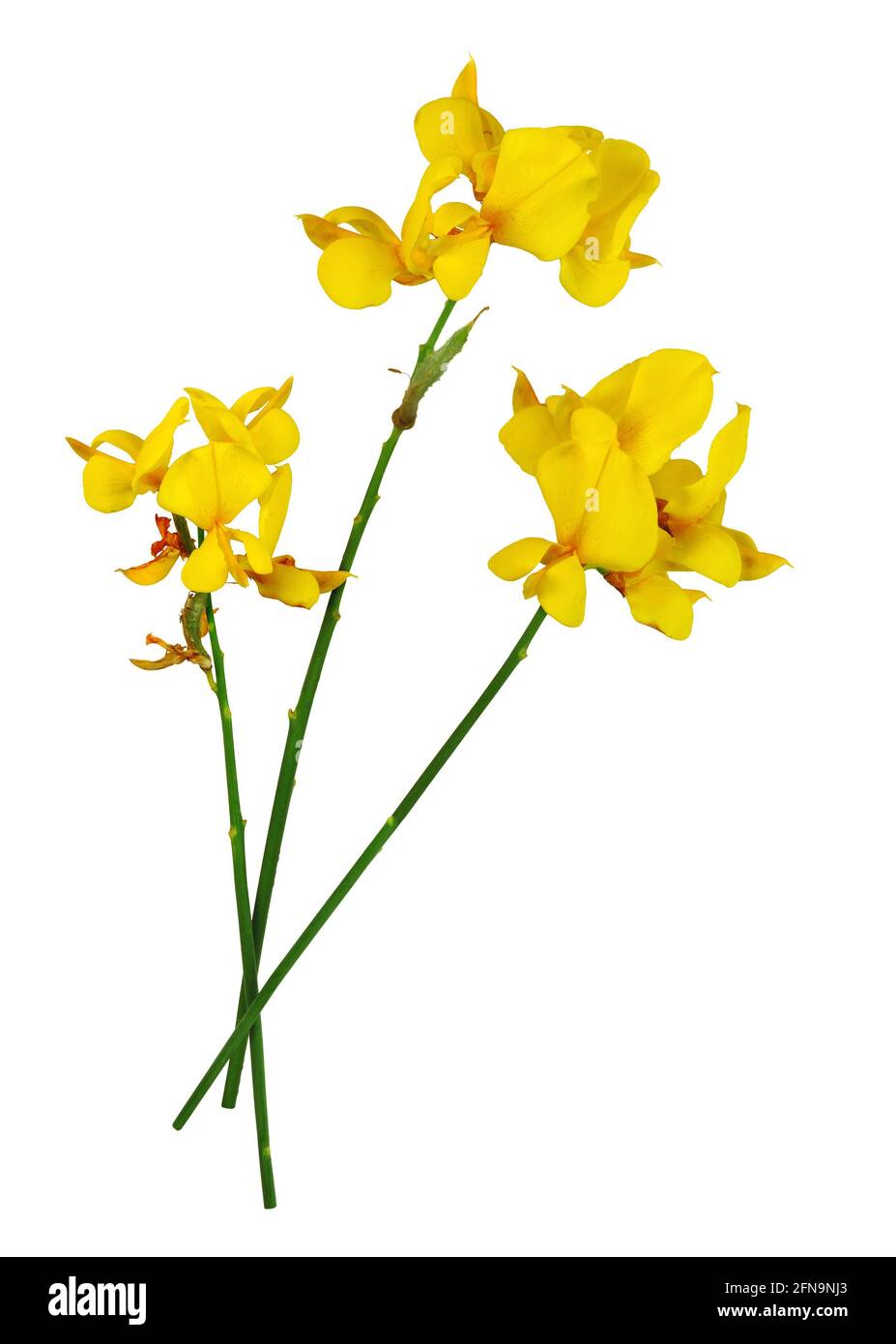 Yellow bunch of broom, isolated on white background. Stock Photo