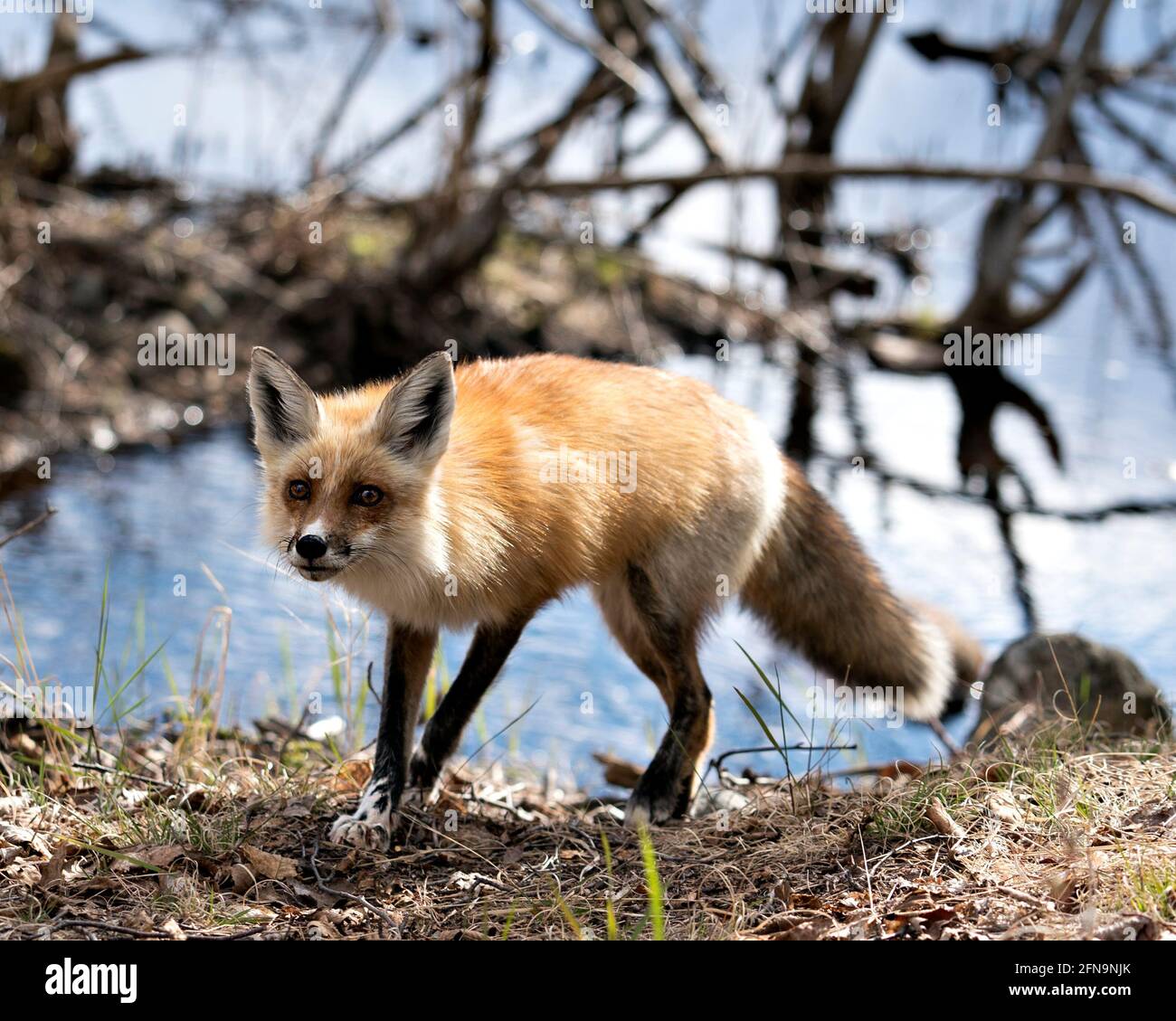 Red Fox close-up profile view in the spring season with blur water background and enjoying its environment and habitat. Fox Image. Picture. Portrait. Stock Photo