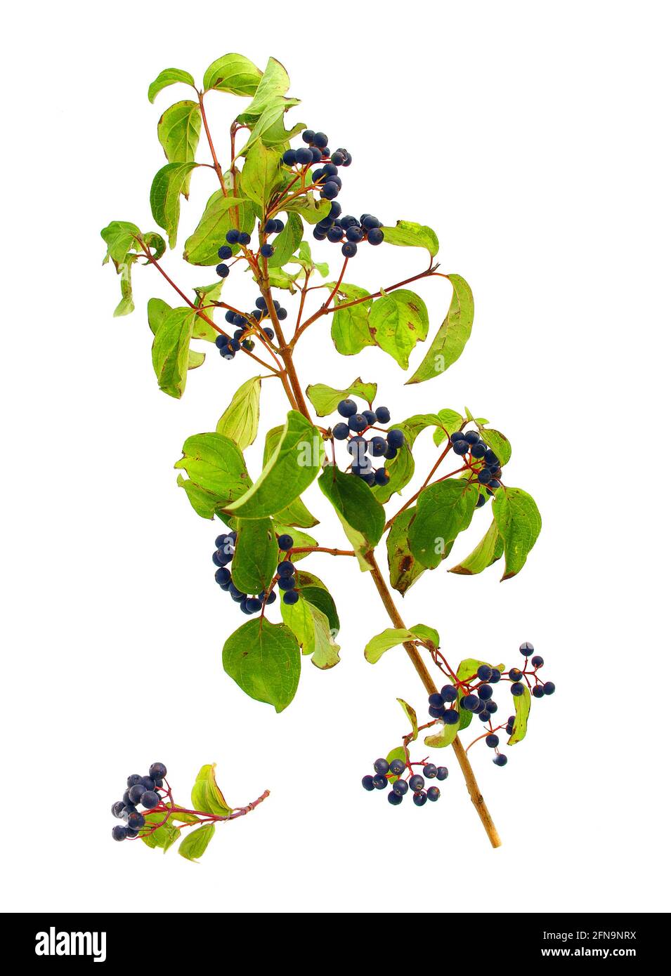 Dogwood berries isolated on white background Stock Photo