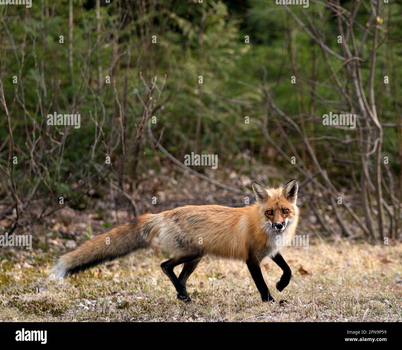 Red Fox close-up profile view side view and looking at camera in the ...