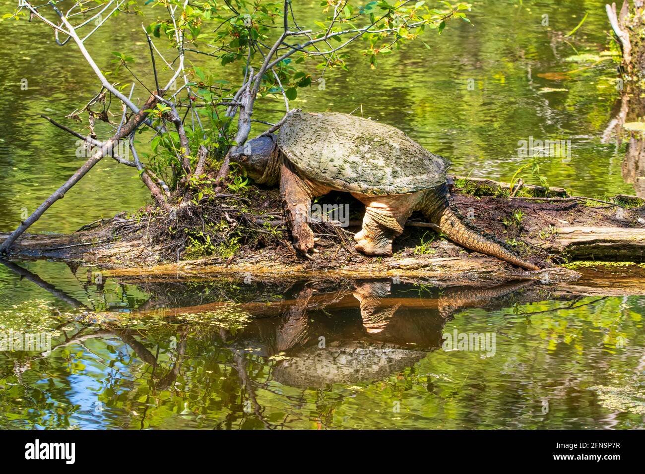 Huge snapping turtle in the sun on a log in a lake with a green nature background Stock Photo
