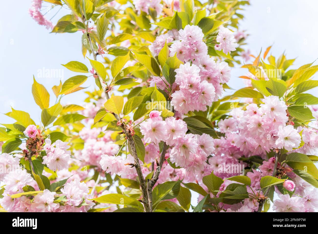 blossom in spring, Sakura Kanzan. Prunus serrulata. Cerasus serrulata. Sekiyama. Japanese cherry blossom, spring season Stock Photo
