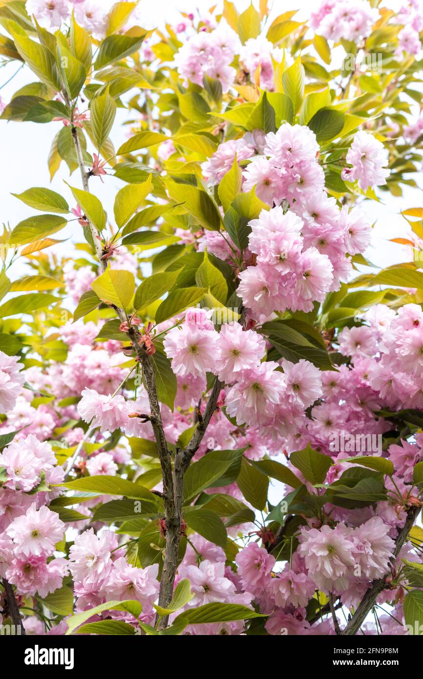 pink cherry blossom, Sakura Kanzan. Prunus serrulata. Cerasus serrulata