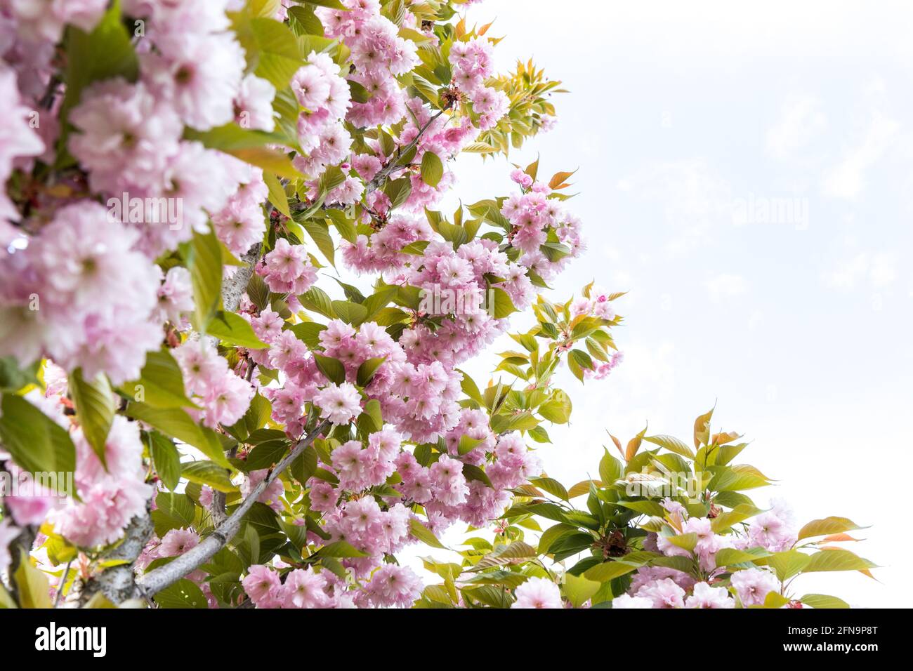 pink flowers on blue sky background, Sakura Kanzan. Prunus serrulata
