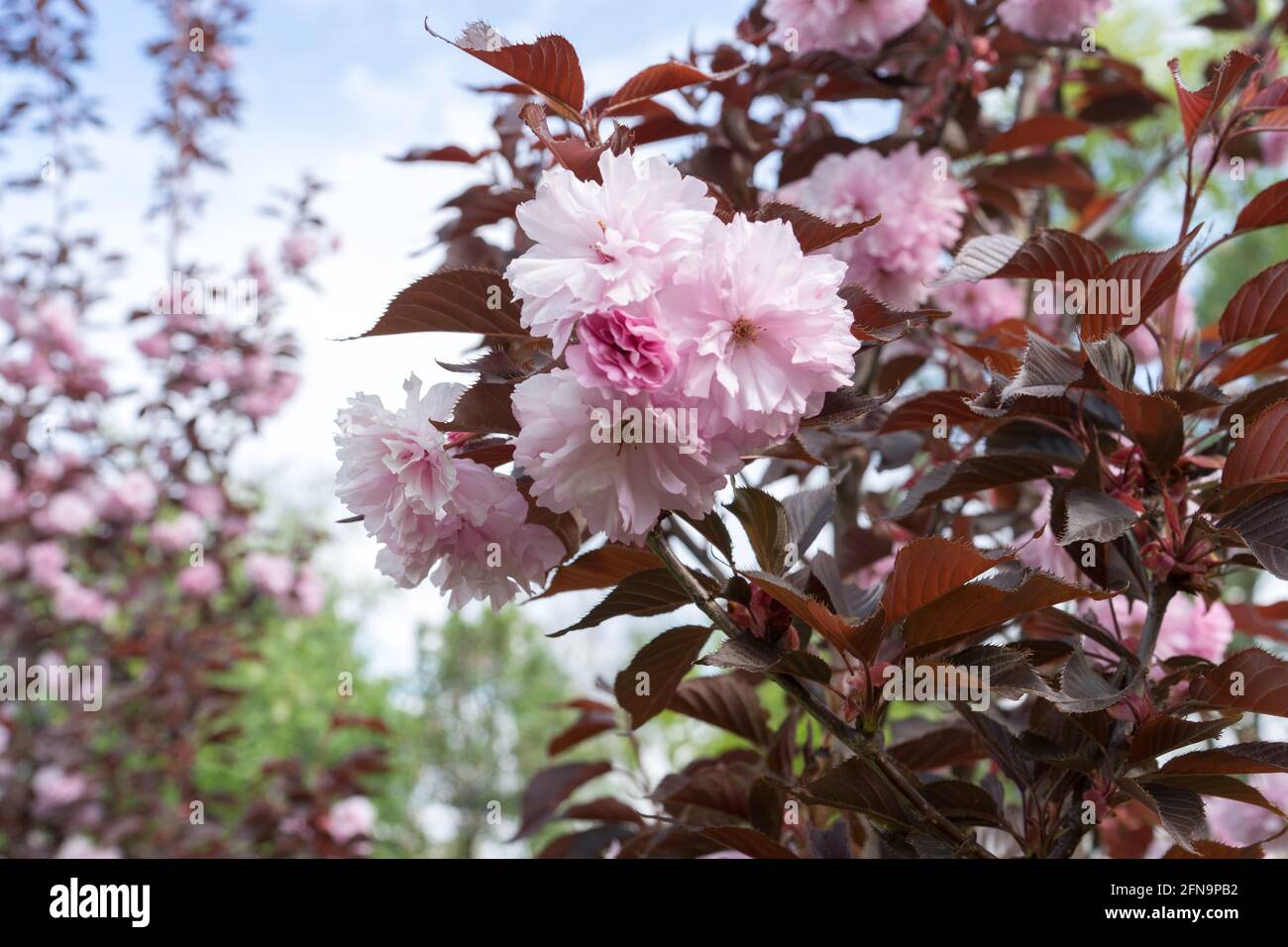 pink tree, Sakura Kanzan. Prunus serrulata. Cerasus serrulata. Sekiyama. Japanese cherry blossom, spring season Stock Photo