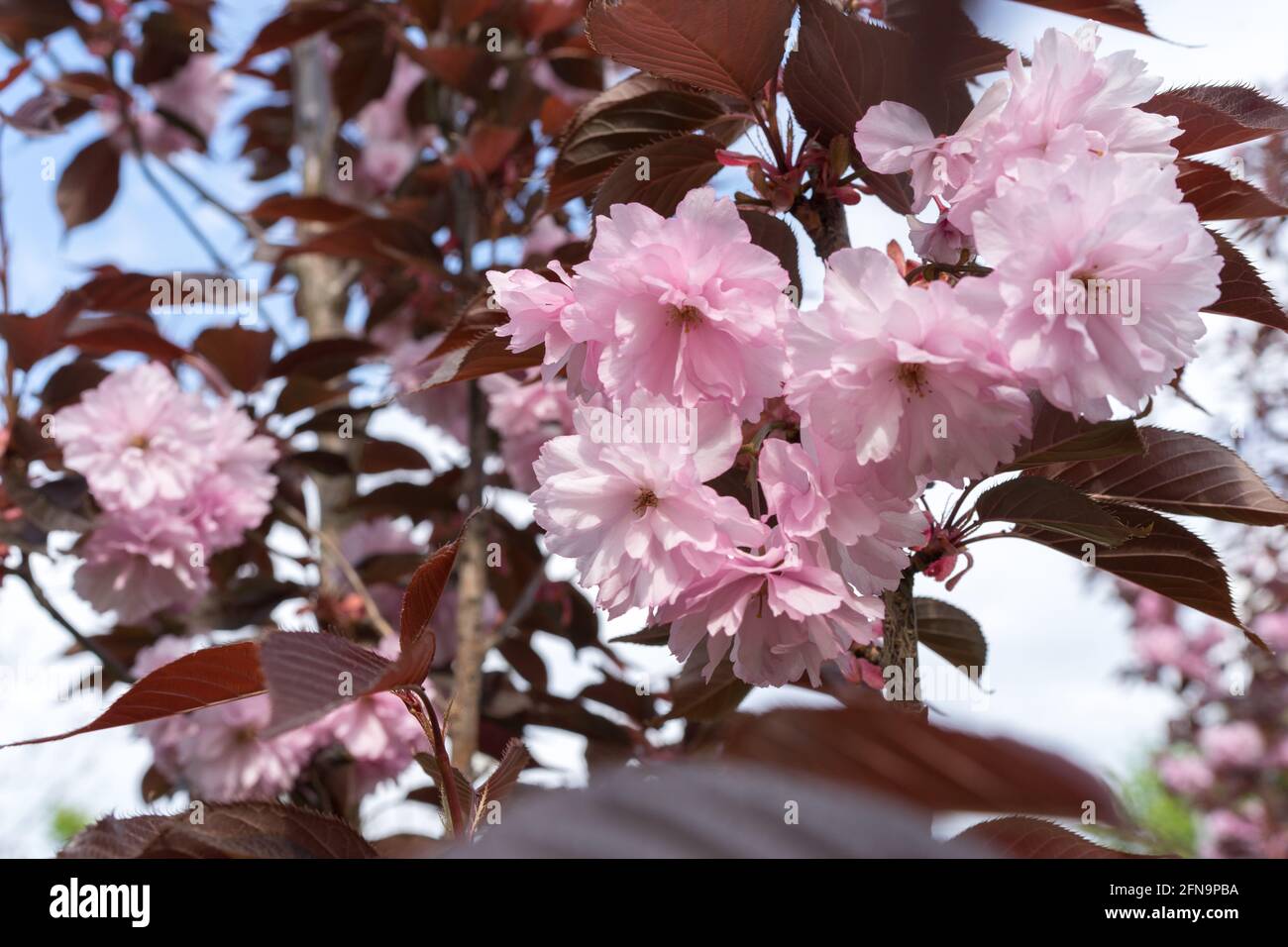 pink cherry tree, Sakura Kanzan. Prunus serrulata. Cerasus serrulata