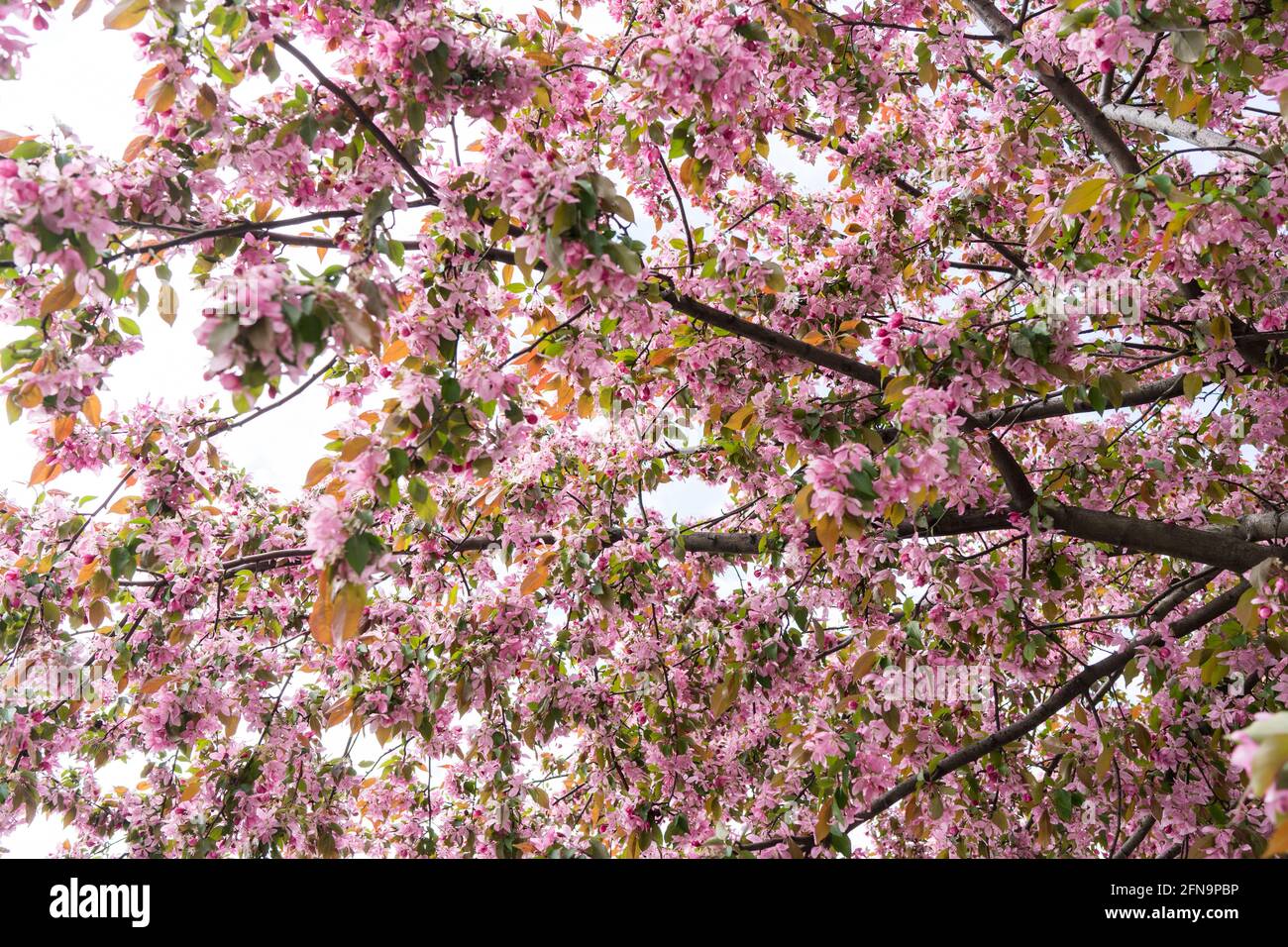 pink cherry blossom in spring, Sakura Kanzan. Prunus serrulata. Cerasus serrulata. Sekiyama. Japanese cherry blossom, spring season Stock Photo