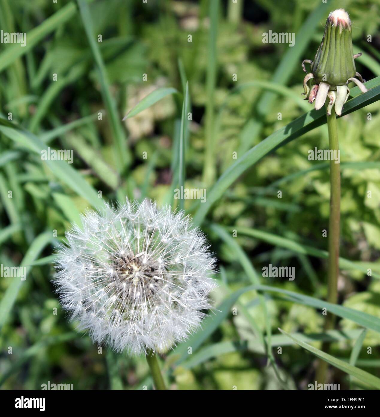 Dandelion (Taraxacium officinale) fluffy seed heads in the spring sunshine Stock Photo