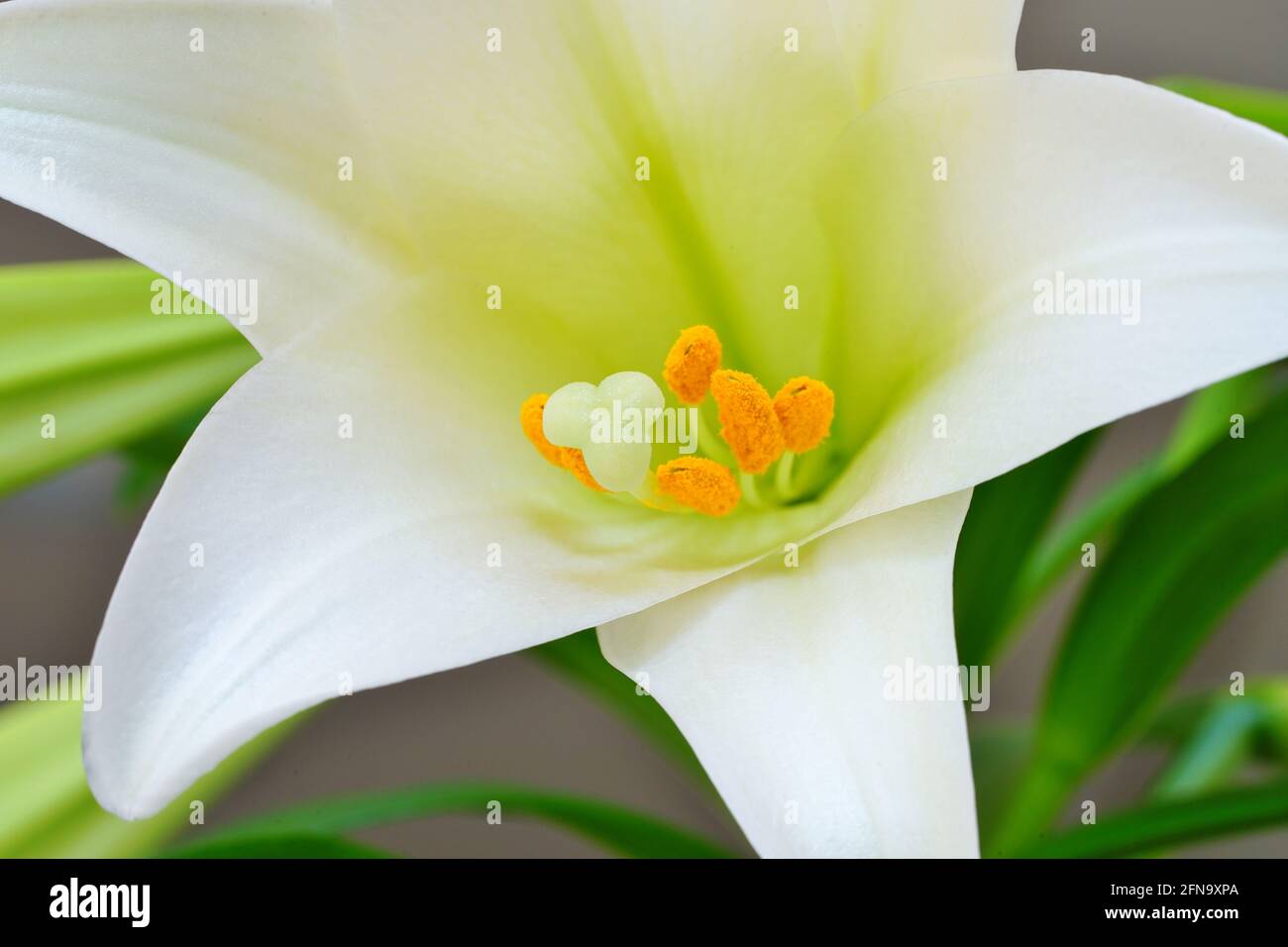 Fragrant white and yellow trumpet flowers of Easter Lily flowers (lilium longiflorum) in the spring Stock Photo