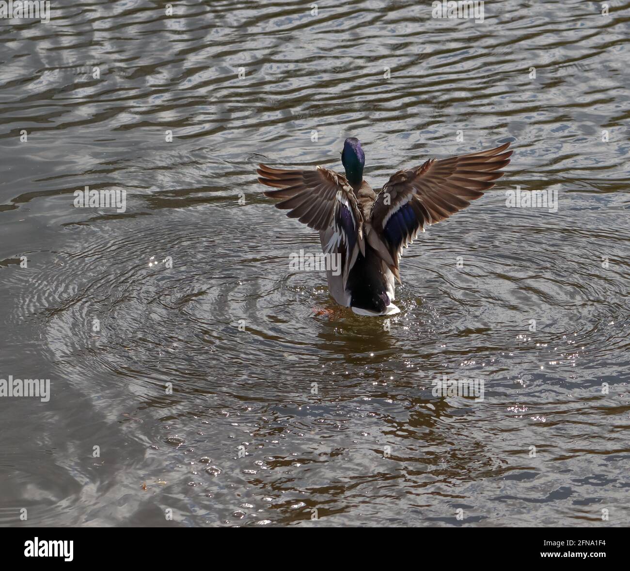 A duck flapping its wings in the water with droplets shining in the sun at the River Dee in Chester, Cheshire Stock Photo