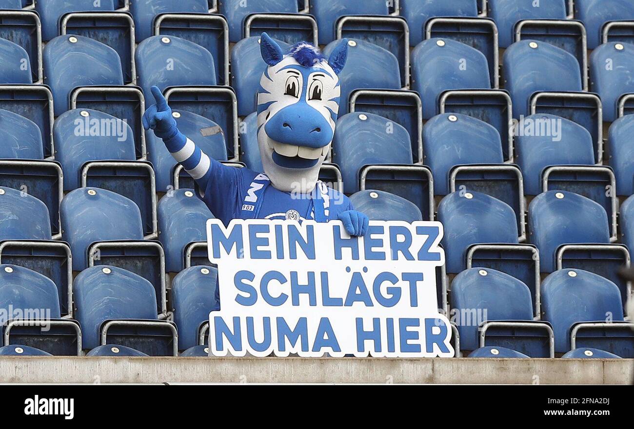 City Of Duisburg, Deutschland. 15th May, 2021. firo: 15.05.2021, Fuvuball,  3rd Bundesliga, season 2020/2021, MSV Duisburg - FC Ingolstadt 1: 5 Ennatz,  the Duisburg mascot, Zebra | usage worldwide Credit: dpa/Alamy Live News  Stock Photo - Alamy