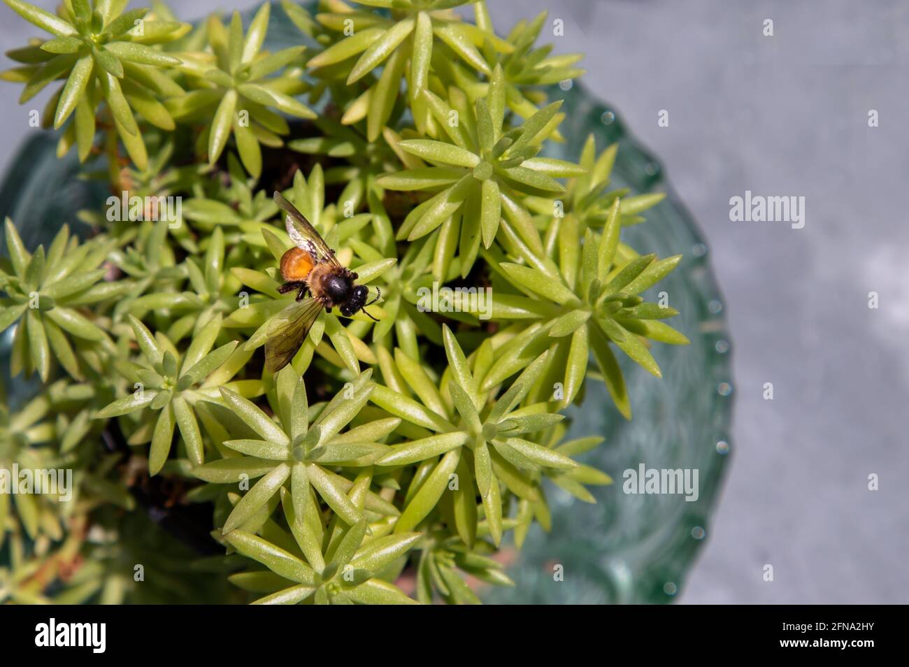 Top view of A bee perched on top of green tree in pot. sedum rupestre tree, Selective focus. Stock Photo