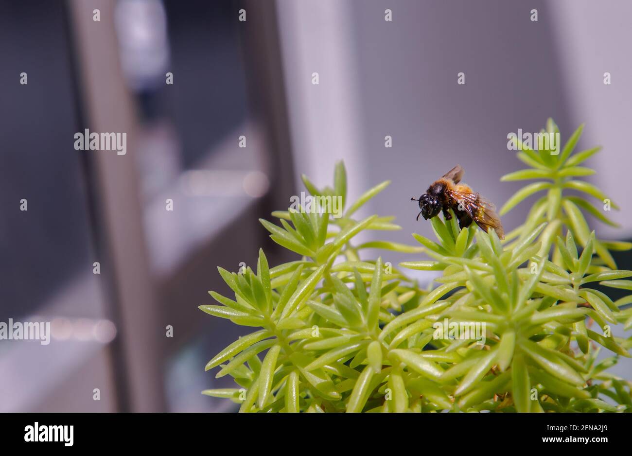 Close-up of A bee perched on top of green tree in pot. sedum rupestre tree, Selective focus. Stock Photo