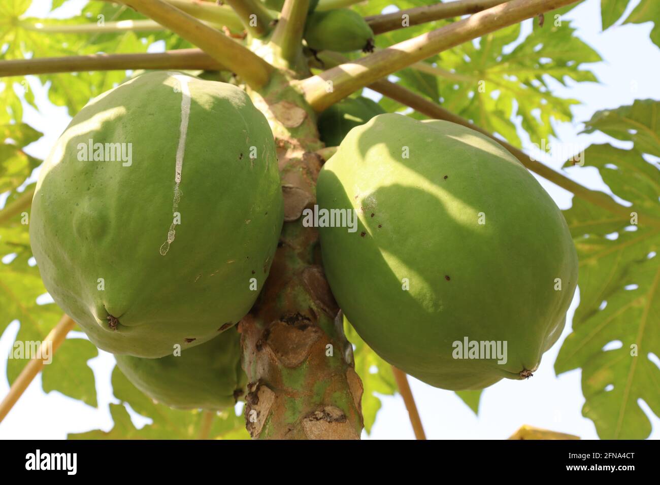 Closeup of raw green papayas growing on the tree in a firm Stock Photo