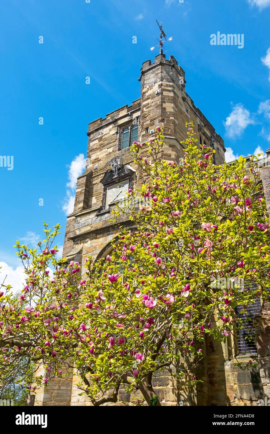 Magnolia tree in blossom, by St Dunstan's Church Tower, Cranbrook, Kent, UK Stock Photo