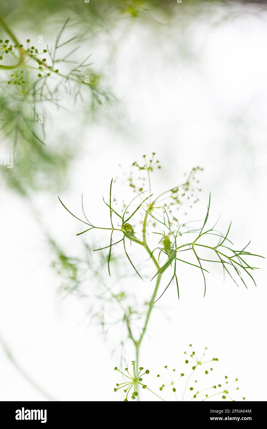 A close up of dill from the herb garden against white background Stock Photo