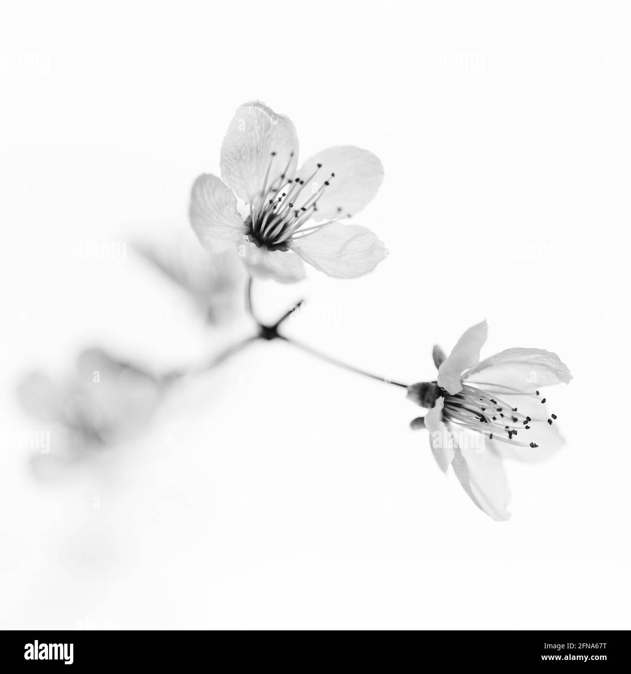 The delicate blossoms of the column cherry against white background Stock Photo