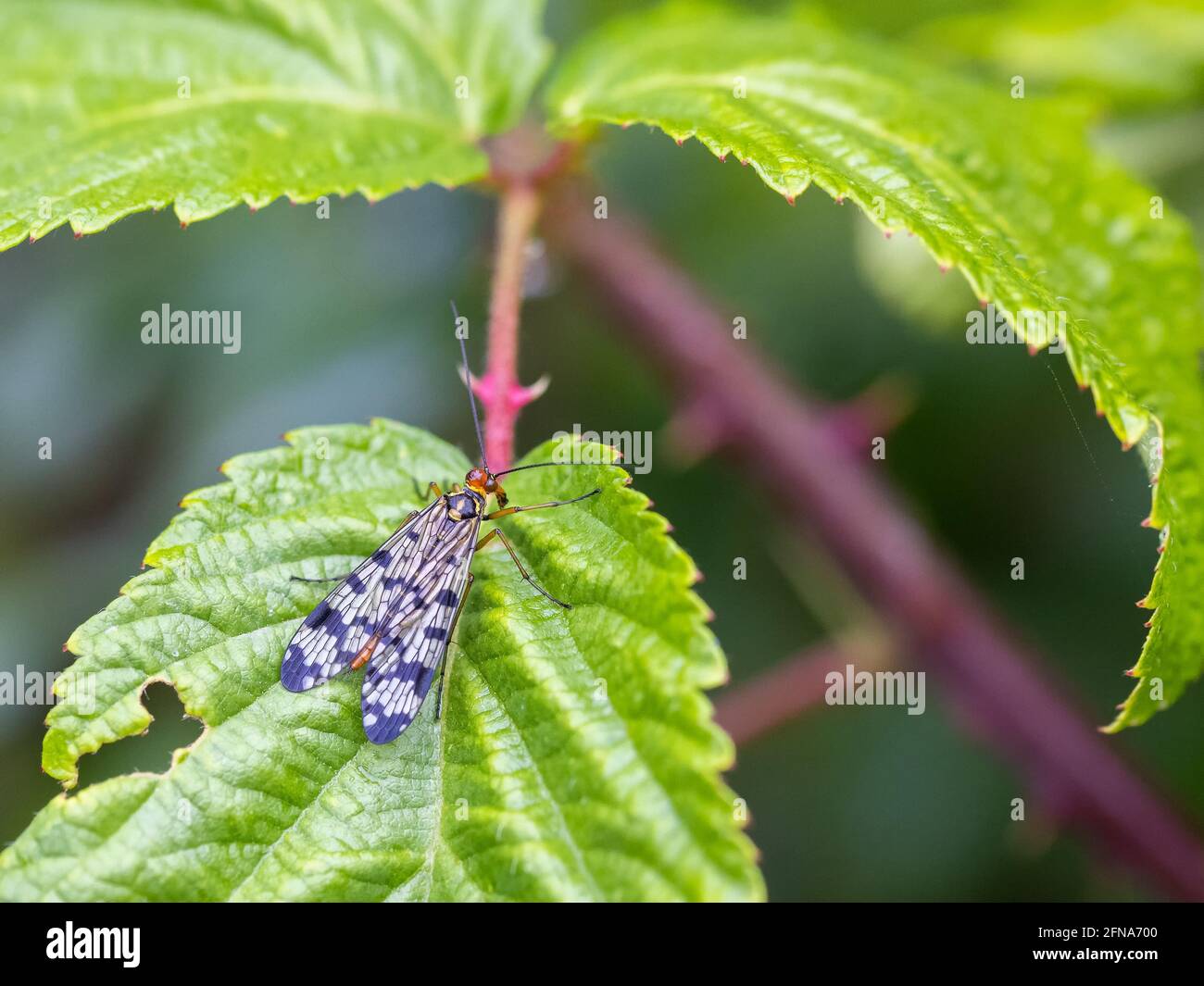 Scorpion fly in its natural environment. Stock Photo