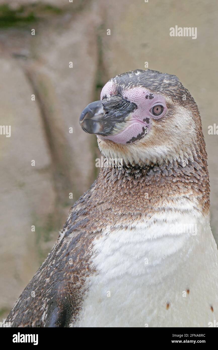 Humboldt Penguin in Aquarium Enclosure Stock Photo