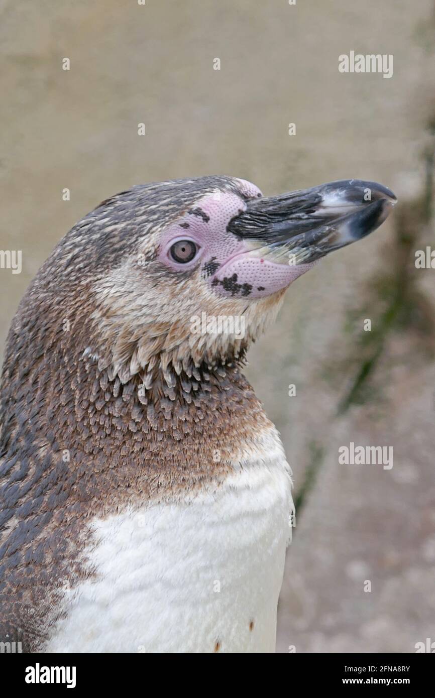 Humboldt Penguin in Aquarium Enclosure Stock Photo