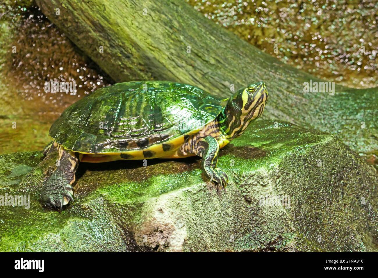 Turtle Sitting in Tank in Aquarium Enclosure Stock Photo