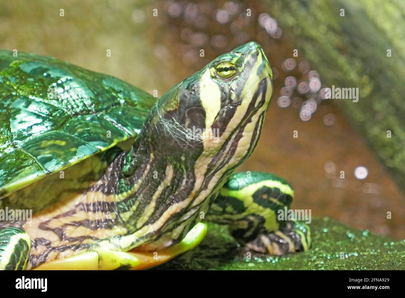 Turtle Sitting in Tank in Aquarium Enclosure Stock Photo