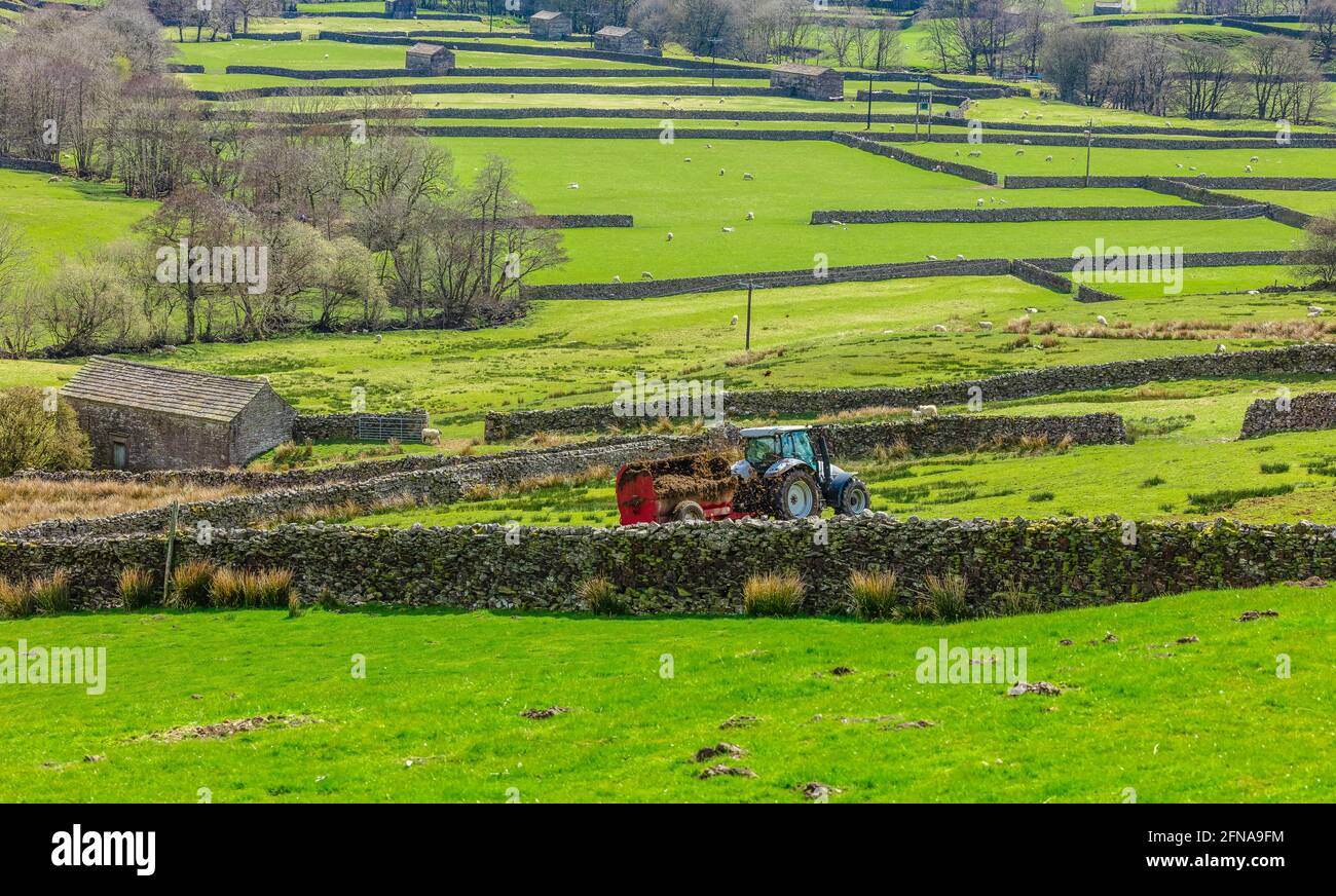 Swaledale, Yorkshire Dales, UK. Muck spreading the fields in early