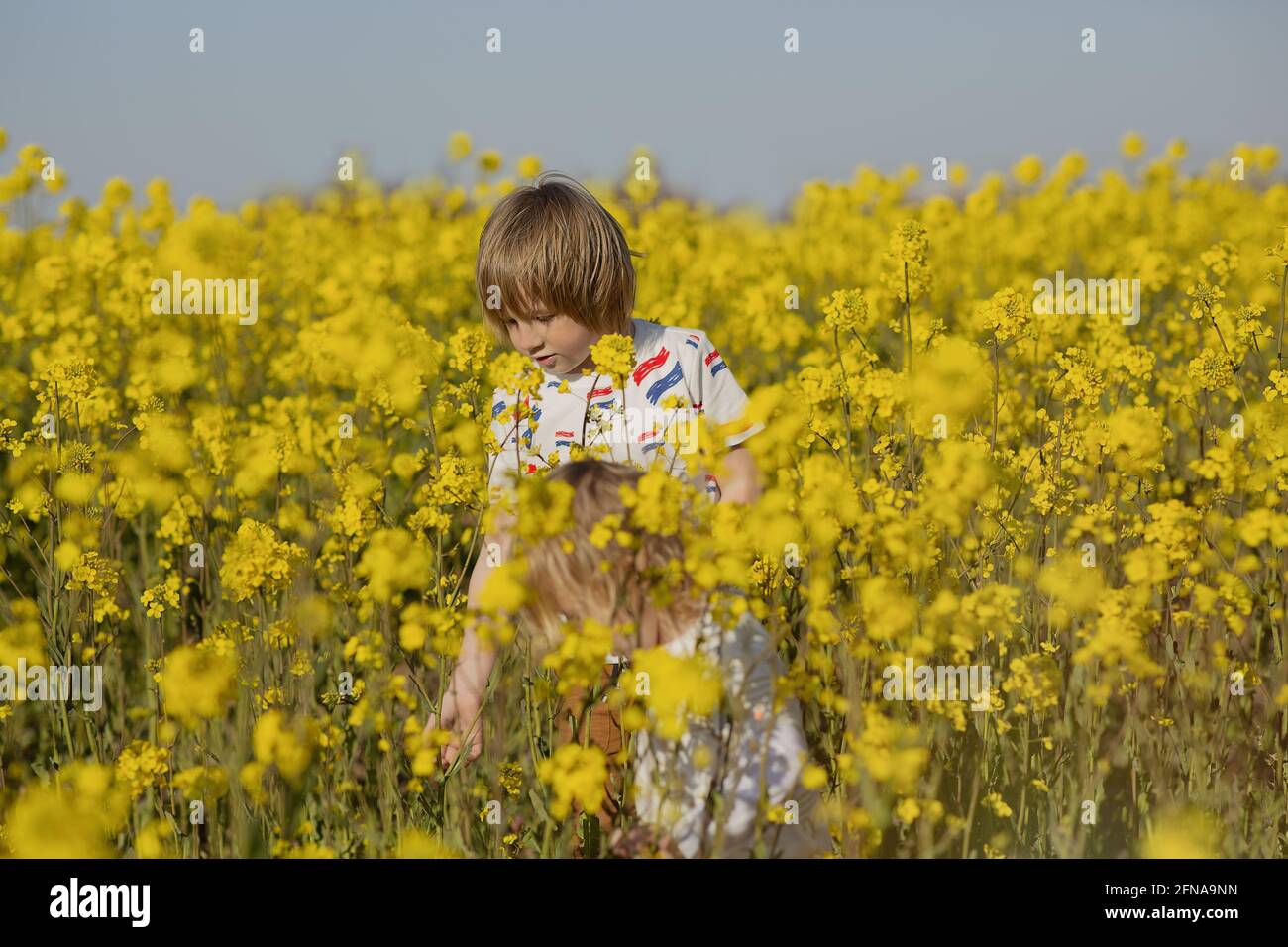 Cute blonde Netherlandian kid picking yellow flowers in the field Stock Photo