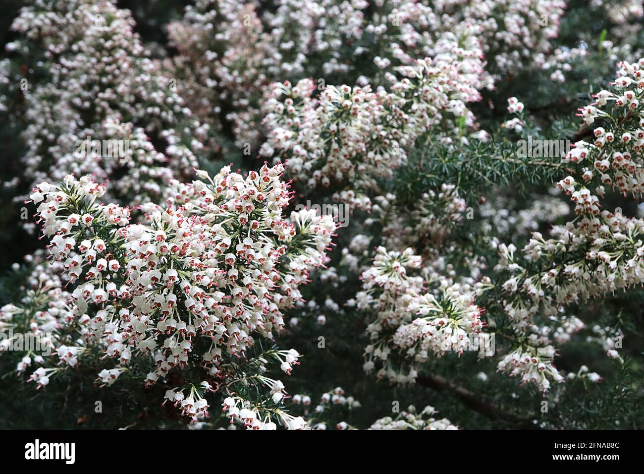 Erica arborea var. alpina Tree Heather – panicles of small urn-shaped white flowers,  May, England, UK Stock Photo