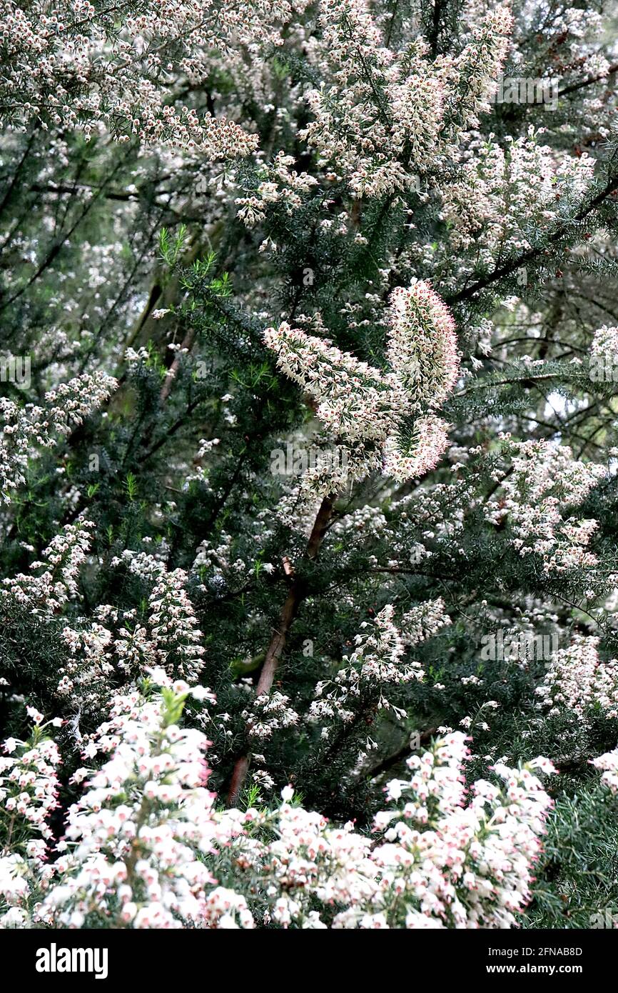 Erica arborea var. alpina Tree Heather – panicles of small urn-shaped white flowers,  May, England, UK Stock Photo