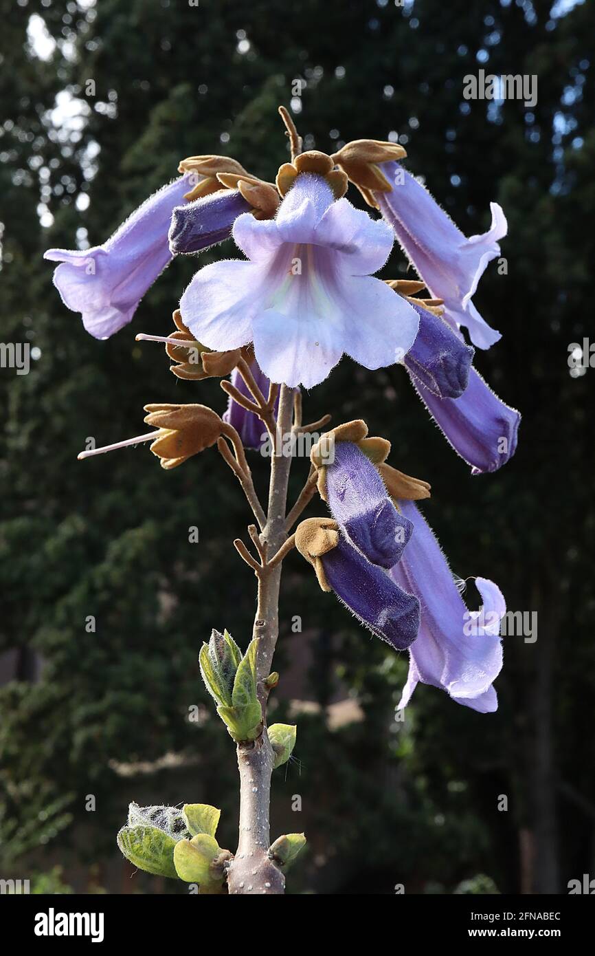 Paulownia tomentosa Foxglove tree – lilac purple foxglove-like flowers ...
