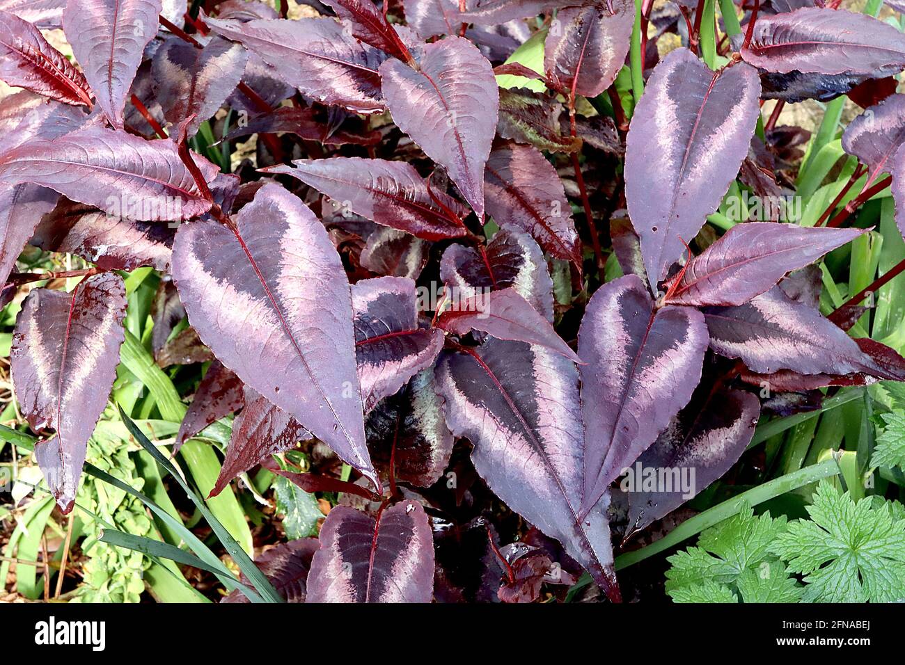 Persicaria ‘Red Dragon’ Knotweed Red Dragon – pointed lance-shaped maroon purple leaves with black centre and white margins,  May, England, UK Stock Photo
