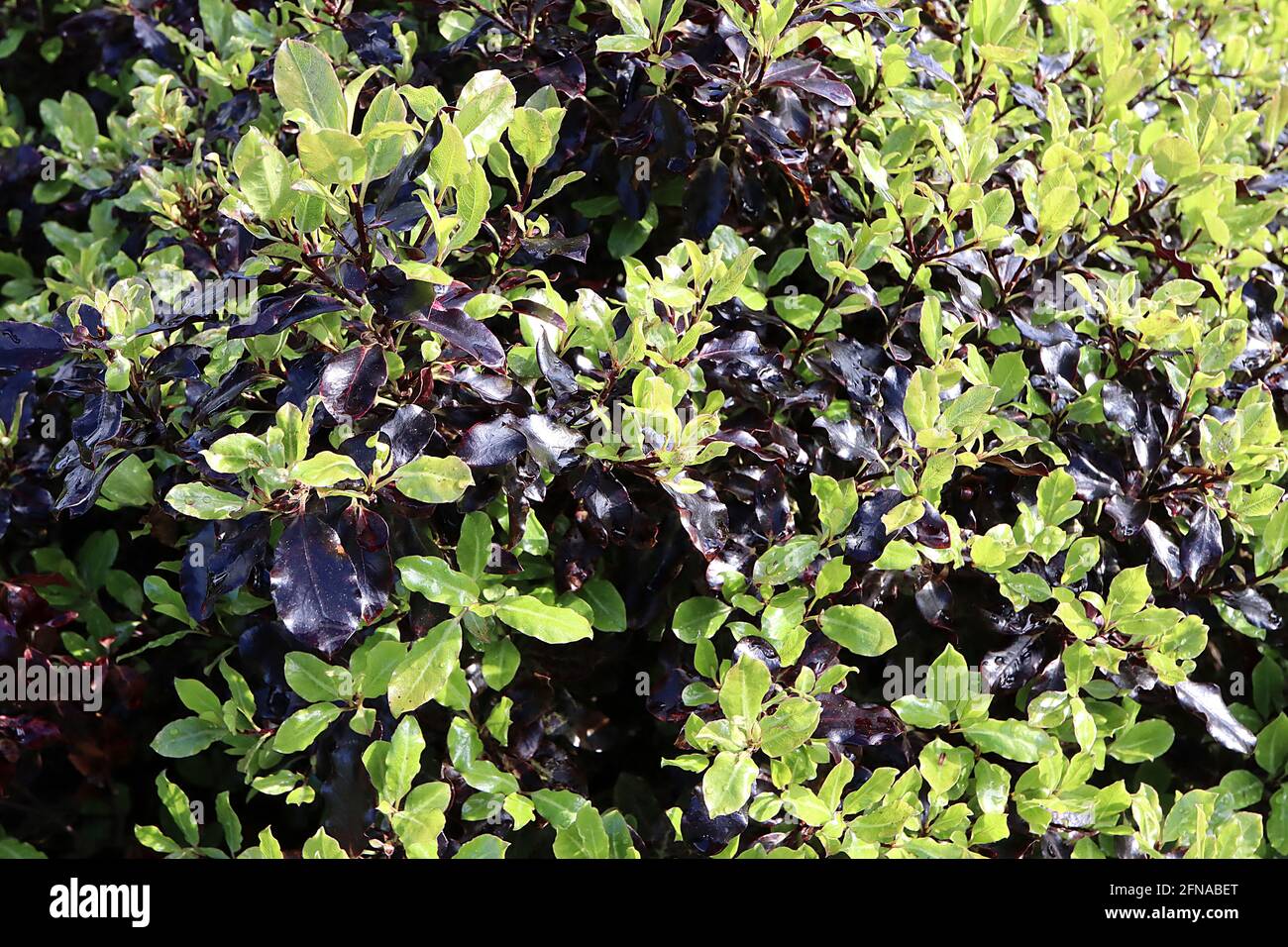 Pittosporum tenuifolium ‘Tom Thumb’ Kohuhu Tom Thumb – shiny curved small burgundy black and green leaves,  May, England, UK Stock Photo