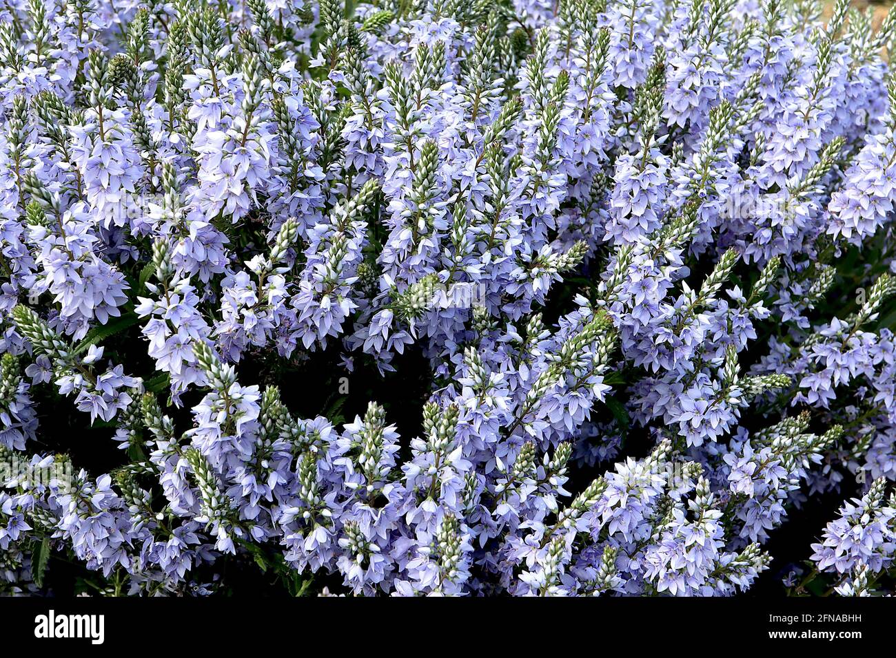 Veronica prostrata ‘Spode Blue’ prostrate speedwell Spode Blue – pale blue bell-shaped flowers with violet stamens on flower spikes,  May, England, UK Stock Photo