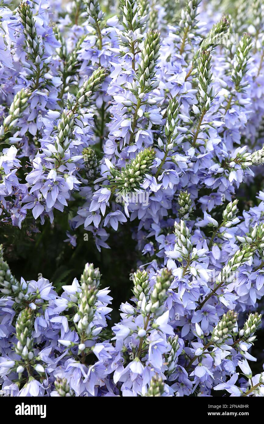 Veronica prostrata ‘Spode Blue’ prostrate speedwell Spode Blue – pale blue bell-shaped flowers with violet stamens on flower spikes,  May, England, UK Stock Photo