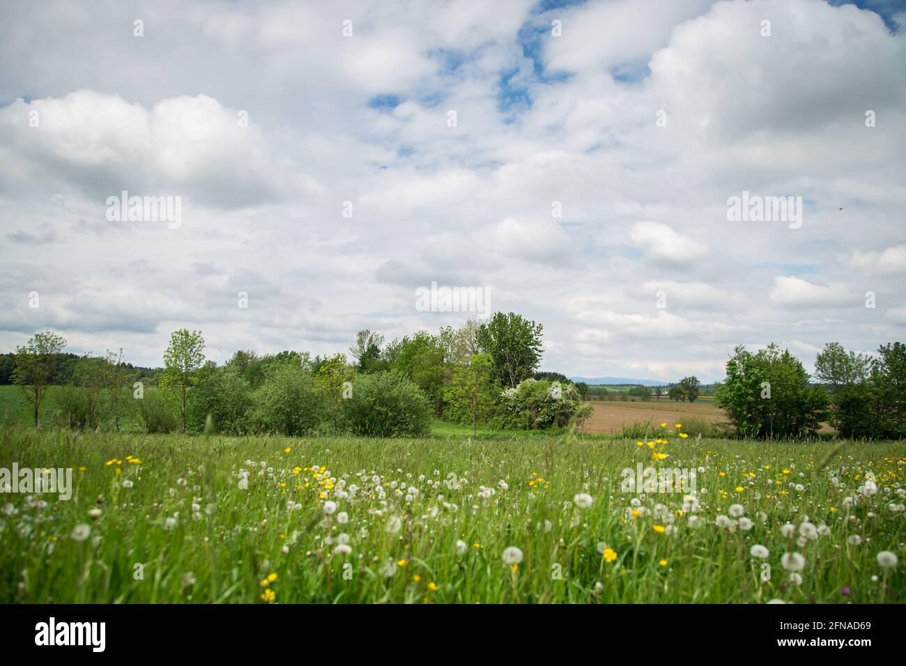 Flower field, Loising municipal Wolfpassing, Mostviertel, Austria Stock Photo