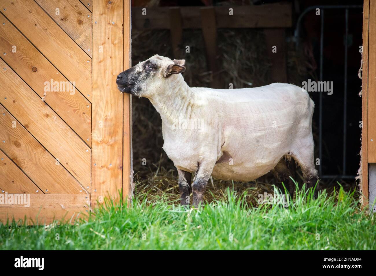 Shorn Shropshire sheep Stock Photo Alamy